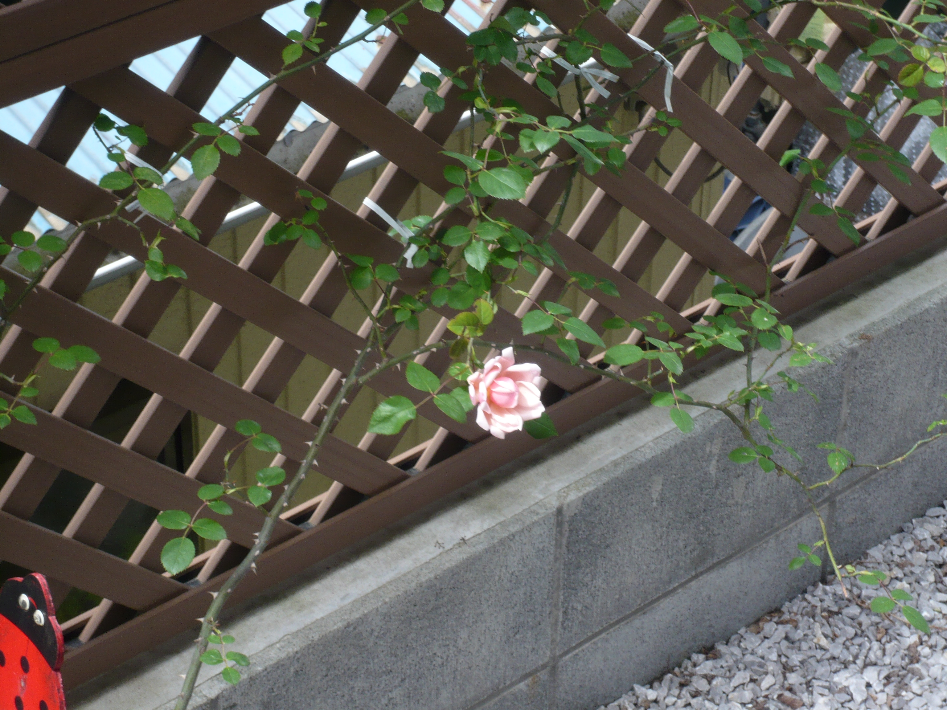 我が家の薔薇が咲きました 11年6月7日